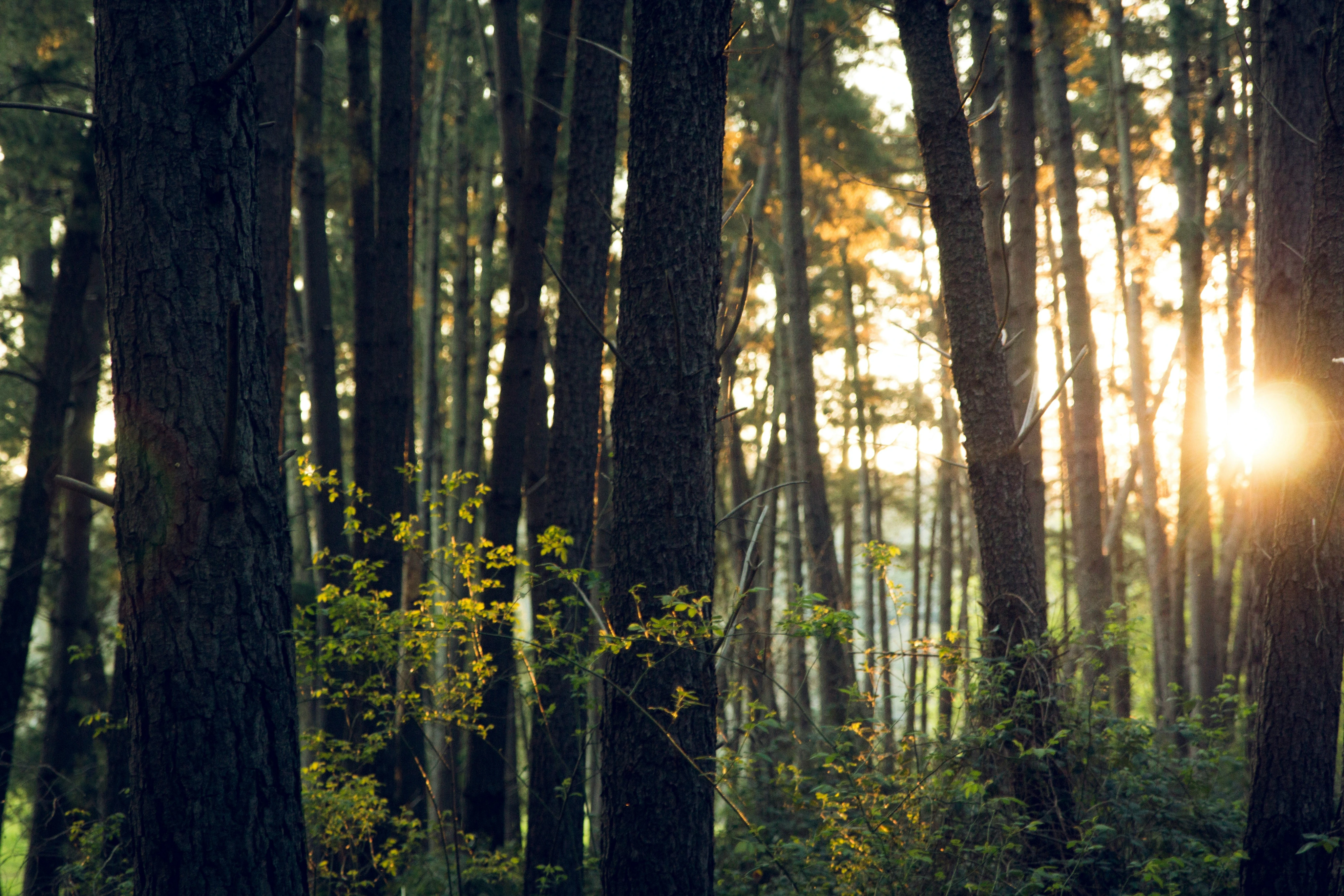 img-bosque.webp
